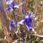  Mathieu MENAND - Delphinium verdunense Balb. [1813]