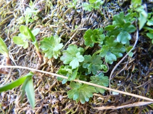 Mathieu MENAND, le 27 juillet 2010 (Estaing)