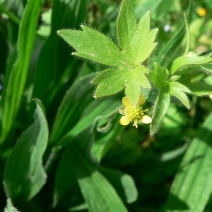 Photographie n°24239 du taxon Ranunculus parviflorus L. [1758]