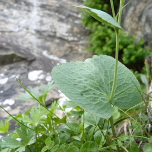 Photographie n°24252 du taxon Ranunculus thora L. [1753]