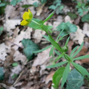 Photographie n°24253 du taxon Ranunculus auricomus L. [1753]