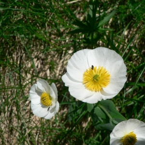 Photographie n°24255 du taxon Ranunculus amplexicaulis L. [1753]