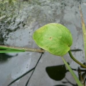 Photographie n°24259 du taxon Ranunculus ophioglossifolius Vill. [1789]