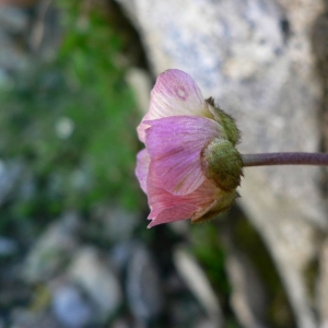 Photographie n°24262 du taxon Ranunculus glacialis L. [1753]