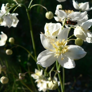 Photographie n°24267 du taxon Thalictrum tuberosum L. [1753]