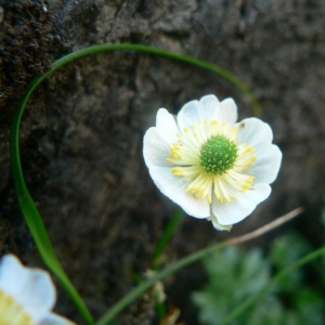 Ranunculus alpestris var. ambiguus Brügger ex Rouy & Foucaud (Renoncule alpestre)