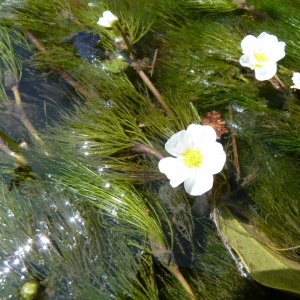 Photographie n°24274 du taxon Ranunculus aquatilis L. [1753]