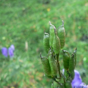 Photographie n°24281 du taxon Aconitum napellus subsp. vulgare (DC.) Rouy & Foucaud [1893]