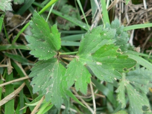 Mathieu MENAND, le 29 mars 2008 (Soueix-Rogalle)