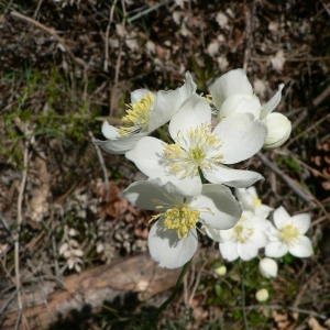 Photographie n°24295 du taxon Thalictrum tuberosum L. [1753]