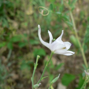 Delphinium pubescens DC. (Dauphinelle pubescente)