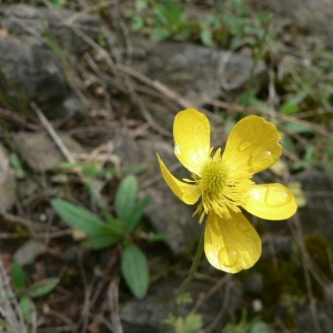 Ranunculus monspeliacus L. (Renoncule de Montpellier)