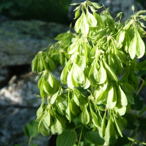 Photographie n°24303 du taxon Thalictrum aquilegiifolium L. [1753]