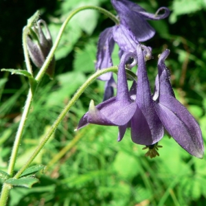 Photographie n°24308 du taxon Aquilegia vulgaris L. [1753]