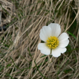 Photographie n°24310 du taxon Ranunculus pyrenaeus L. [1771]