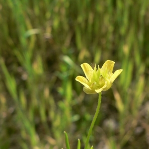 Photographie n°24312 du taxon Ranunculus arvensis L. [1753]