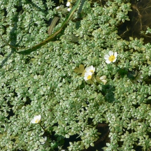 Photographie n°24314 du taxon Ranunculus aquatilis L. [1753]