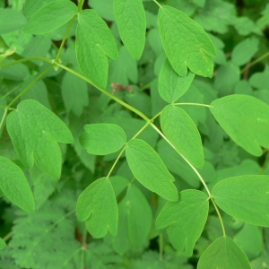 Photographie n°24316 du taxon Thalictrum aquilegiifolium L. [1753]