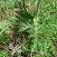  Mathieu MENAND - Pulsatilla alpina subsp. apiifolia (Scop.) Nyman [1878]