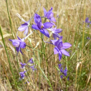 Photographie n°24320 du taxon Consolida regalis Gray [1821]