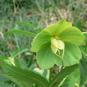 Helleborus pallidus Host (Ellébore vert)