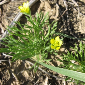 Photographie n°24323 du taxon Ceratocephala falcata (L.) Pers. [1805]