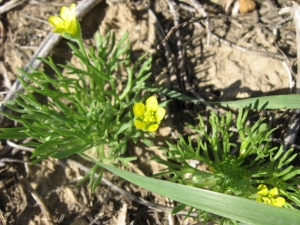 Mathieu MENAND, le 17 mars 2008 (L'Escale)