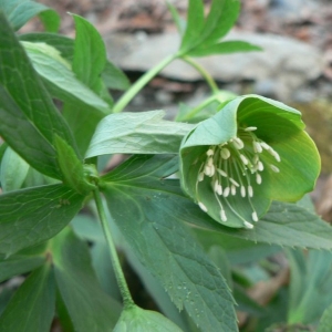 Photographie n°24328 du taxon Helleborus viridis L. [1753]