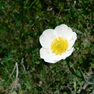 Ranunculus amplexicaulis L. (Renoncule à feuilles embrassantes)