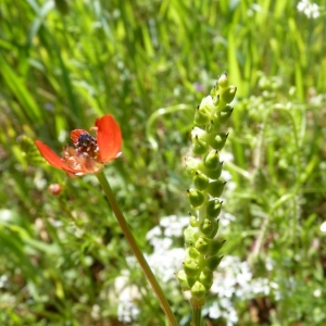 Photographie n°24339 du taxon Adonis flammea Jacq. [1776]