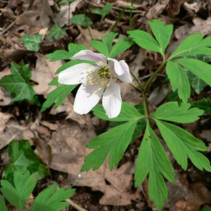 Photographie n°24345 du taxon Anemone nemorosa L. [1753]