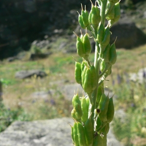 Photographie n°24346 du taxon Aconitum lycoctonum subsp. neapolitanum (Ten.) Nyman [1878]