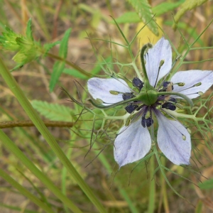 Photographie n°24347 du taxon Nigella damascena L. [1753]