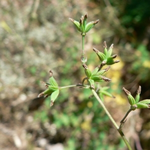  - Thalictrum minus subsp. minus