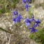  Mathieu MENAND - Delphinium verdunense Balb. [1813]