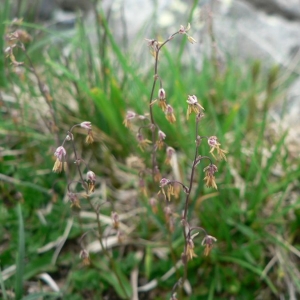  - Thalictrum alpinum L. [1753]