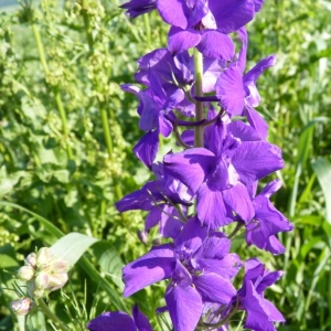 Consolida orientalis (J.Gay) Schrödinger (Dauphinelle d'Espagne)