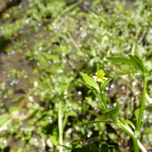 Photographie n°24364 du taxon Ranunculus sceleratus L. [1753]