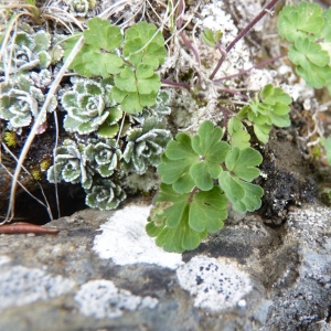 Photographie n°24384 du taxon Aquilegia pyrenaica DC. [1815]