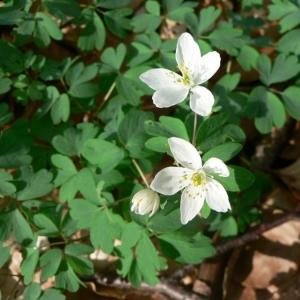 Photographie n°24385 du taxon Thalictrella thalictroides (L.) E.Nardi [1993]