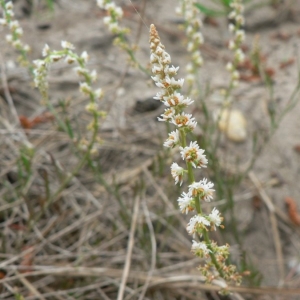  - Sesamoides purpurascens (L.) G.López [1986]