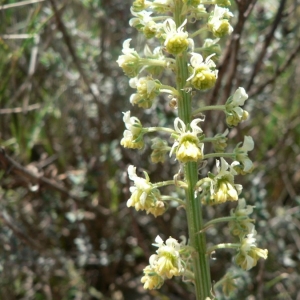 Photographie n°24392 du taxon Reseda lutea L. [1753]