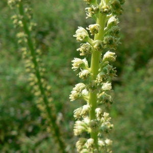 Photographie n°24395 du taxon Reseda luteola L. [1753]