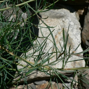 Photographie n°24397 du taxon Reseda glauca L. [1753]