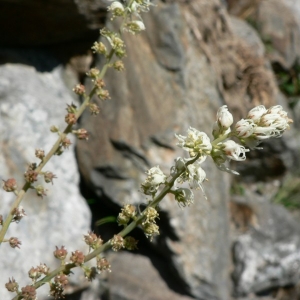 Photographie n°24399 du taxon Reseda glauca L. [1753]