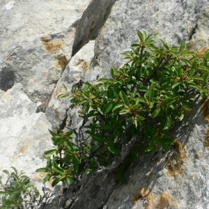 Photographie n°24409 du taxon Rhamnus saxatilis Jacq. [1762]