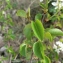  Mathieu MENAND - Prunus mahaleb L. [1753]