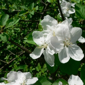 Photographie n°24432 du taxon Malus domestica Borkh. [1803]