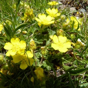 Photographie n°24437 du taxon Potentilla crantzii (Crantz) Beck ex Fritsch [1897]