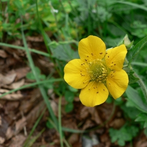 Photographie n°24438 du taxon Geum pyrenaicum Mill. [1768]